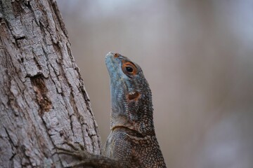 Lizard perching on tree trunk
