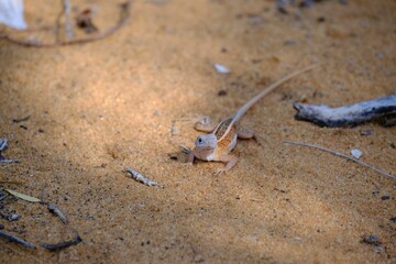 Small animal laying on a dirt ground in front of some garbage