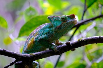 Naklejka na ściany i meble Chameleon lizard perching on tree branch
