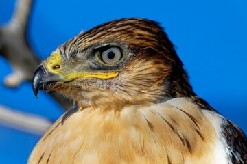 Closeup of a hawk on a blue background