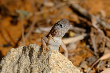 Small lizard sits atop a rock in the sun at the zoo