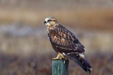 Selective focus shot of a common buzzard perched on a wooden pole