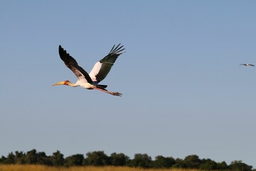 Scenic shot of a white stork flying with the blue sky in the background