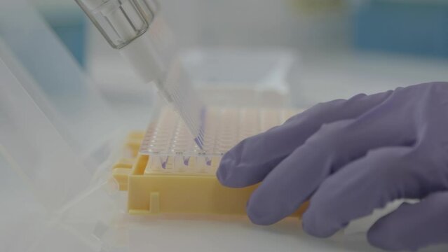 Closeup shot of a scientist using a multi channel pipette with purple liquid