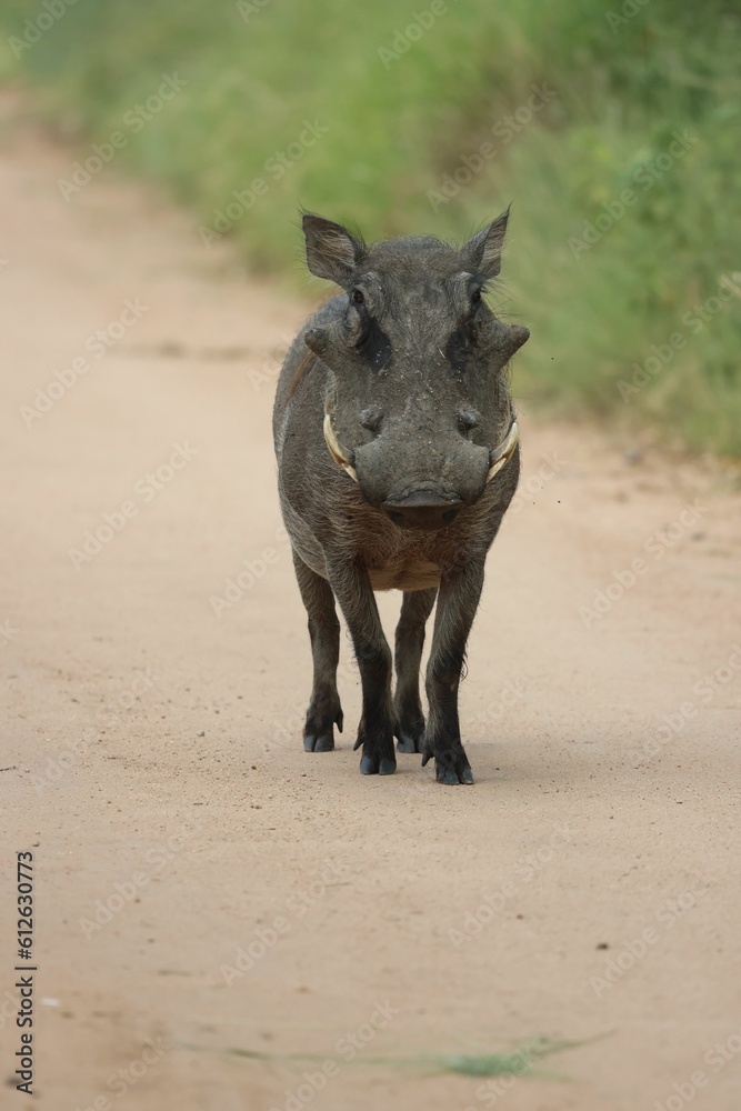 Sticker vertical shot of a wild warthog pig on the road