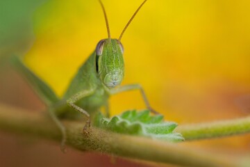 Macro shot of a green grasshopper on a thin branch