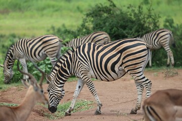 Fototapeta na wymiar Closeup of a zebra in the nature