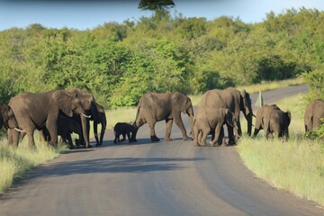 Fototapeta na wymiar Closeup shot of elephants passing the road