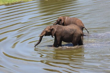 Fototapeta na wymiar Closeup shot of elephants in the water
