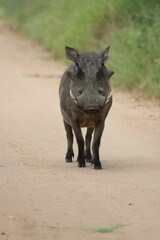Fototapeta premium Vertical shot of a wild warthog pig on the road