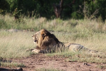 Closeup of a lion resting in the nature