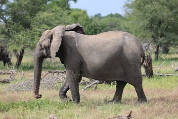 Naklejka na ściany i meble Closeup shot of an elephant in the nature