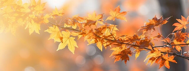 a photo showing the colors of the maple tree foliage, in the style of shallow depth of field, golden light, background
