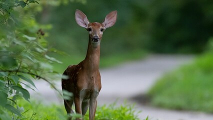 Shallow focus shot of a white-tailed deer standing among green plants, with blur background
