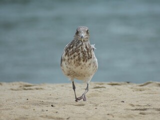 Closeup shot of a serious-looking gull (Larus) standing on the sand