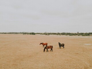 Aerial shot of three horses on the dry field with green plants in the background