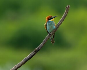 Selective focus of a chestnut-headed bee-eater perched on a tree branch, green blurred background