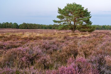 Pine tree in blooming field of heather