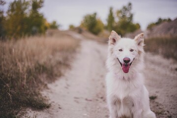 Shallow focus of White Swiss Shepherd Dog standing in a road