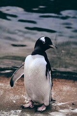 Fototapeta premium Black and white penguin stands on the edge of a body of water