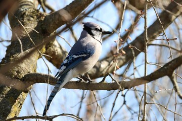 Closeup shot of a Blue jay perched on a tree