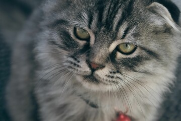 Cute gray tabby kitten staring intently to the right with bright green eyes