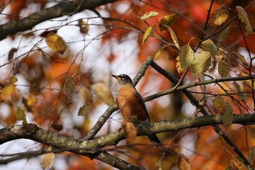 Closeup of a robin perched on a tree in autumn