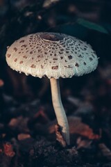 Vertical shot of a parasol mushroom growing in a forest with a blurry background