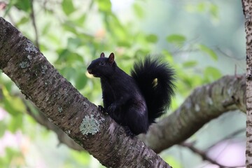 Closeup of a black squirrel on a tree