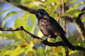 Closeup shot of a common blackbird perched on a tree