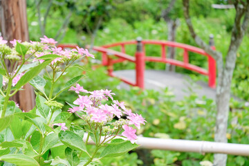 紫陽花　赤い橋　梅雨