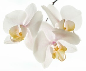 Fototapeta na wymiar Exquisite white orchid blossom, illuminated by natural light
