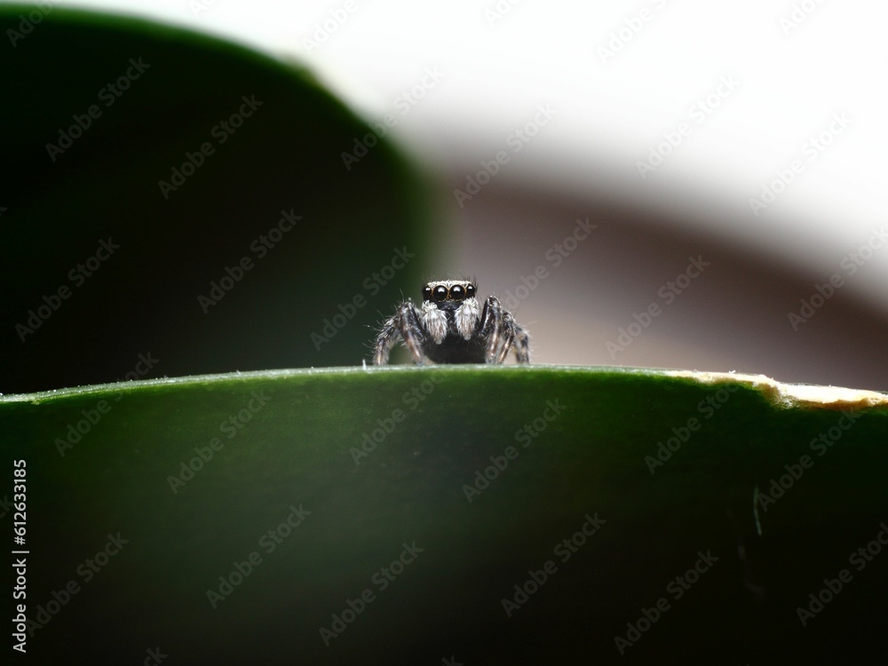 Poster close-up of small arachnid perched on a green leaf, nature background