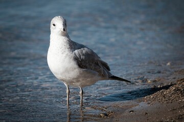 Small, gray and white Ring-billed gull on the coast of seaside