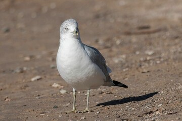 Small, gray and white Ring-billed gull perched on a sandy surface