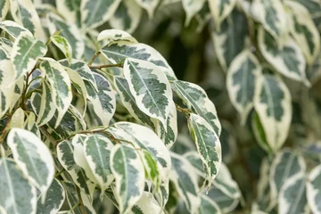 Tuinposter Ficus benjamina with patterns on the leaves. Variegata © two K