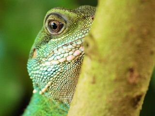 Green iguana lizard on a lush tree branch in a lush, green forest setting