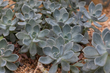 Graptopetalum paraguayense, also called ghost plant.  mother of pearl plant