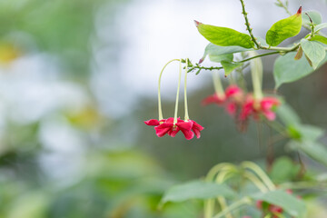 quisqualis indica with red petals. Combretum indicum, Rangoon, Rangoon creeper
