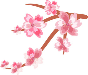 Cherry blossom branch. branch of sakura with flowers and leaves. Spring sakura cherry blooming flowers, pink petals and branches. On transparent, png