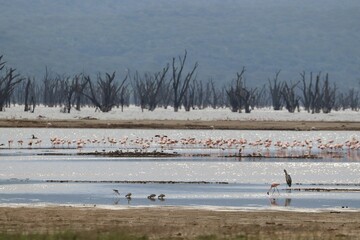 Large flock of flamingos gathered at the edge of a lake, with a line of dead trees in the background
