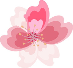 Cherry blossom branch. branch of sakura with flowers and leaves. Spring sakura cherry blooming flowers, pink petals and branches. On transparent, png