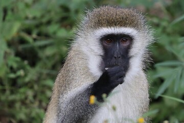 Adorable primate with an elongated face and black nose firmly grasping an object in its hands