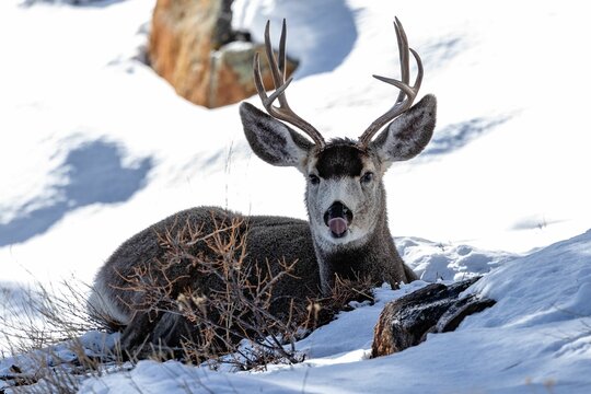 Male white-tailed deer resting on the snow licking its nose.