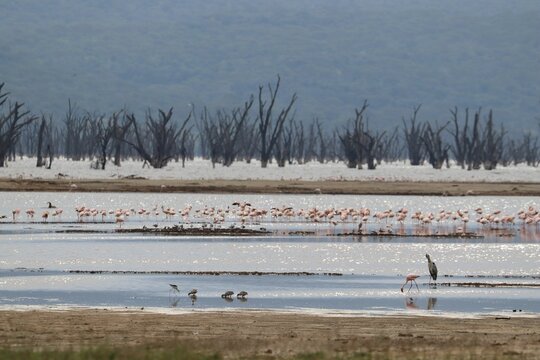 Large flock of flamingos gathered at the edge of a lake, with a line of dead trees in the background