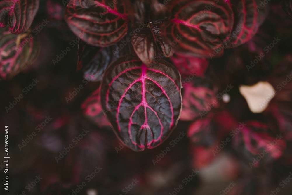 Poster Vibrant lush red and pink leaf of a plant in the garden