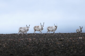 Eurasian Tundra Reindeers standing atop a hill against the cloudy sky