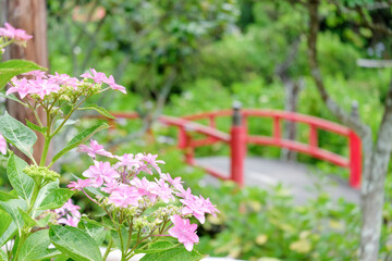Obraz premium 紫陽花 赤い橋 梅雨