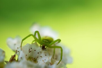 Closeup of misumenops spider perched atop a cluster of white flowers
