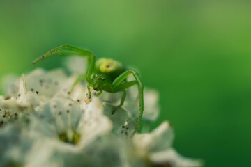 Closeup of misumenops spider perched atop a cluster of white flowers